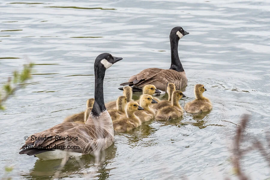 Canada Goose Family — Steider Studios
