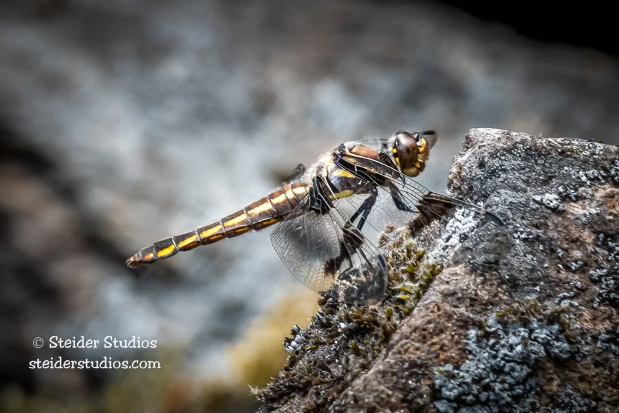 Steider Studios.Dragonfly.Beacon Rock.6.24.19.jpg