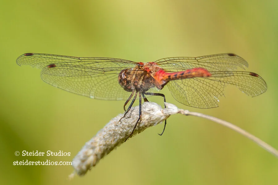 Steider Studios.Red Dragonfly Back View.9.20.14-2.jpg