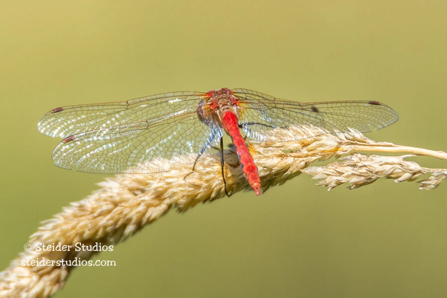 Steider Studios.Red Dragonfly Back View.9.20.14.jpg