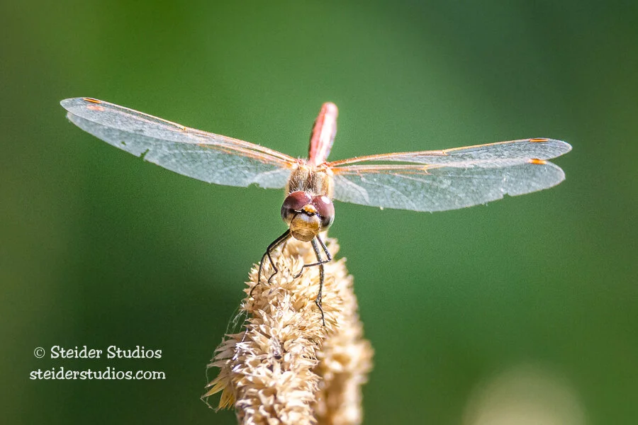 Steider Studios.Red Dragonfly Green Backdrop.9.20.14-2.jpg