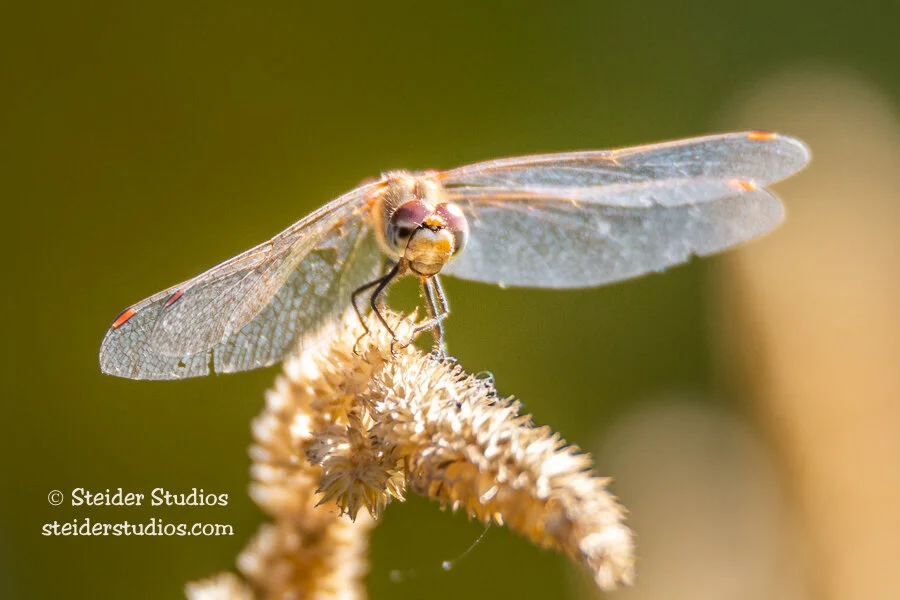 Steider Studios.Red Dragonfly on Bloom.9.20.14.jpg