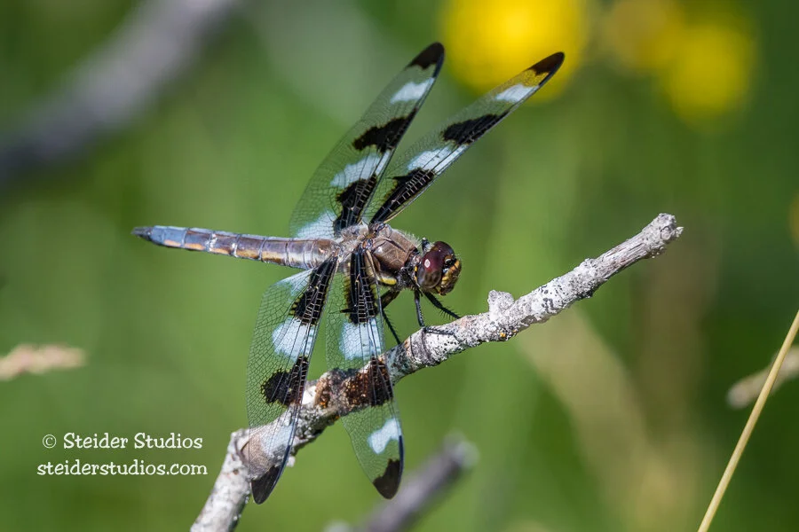 Steider Studios.Dragonfly.Conboy.6.30.17.jpg