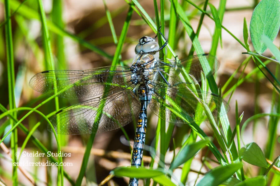 Steider Studios.Dragonfly.Klick.WildlifeRefuge.4.15.16.jpg