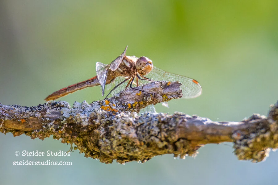 Steider Studios.Dragonfly.Conboy.9.20.14.jpg