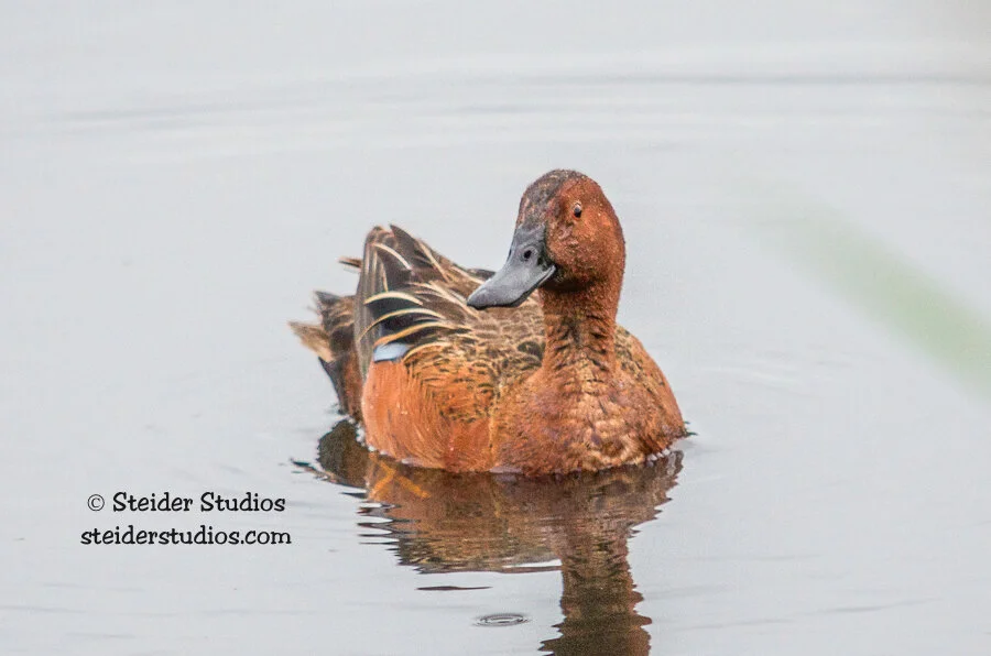 Steider Studios.Cinnamon Teal.Rdgfld.5.8.14.jpg