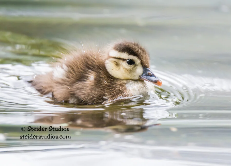 Steider Studios.Wood Duckling.CS.5.15.15.jpg