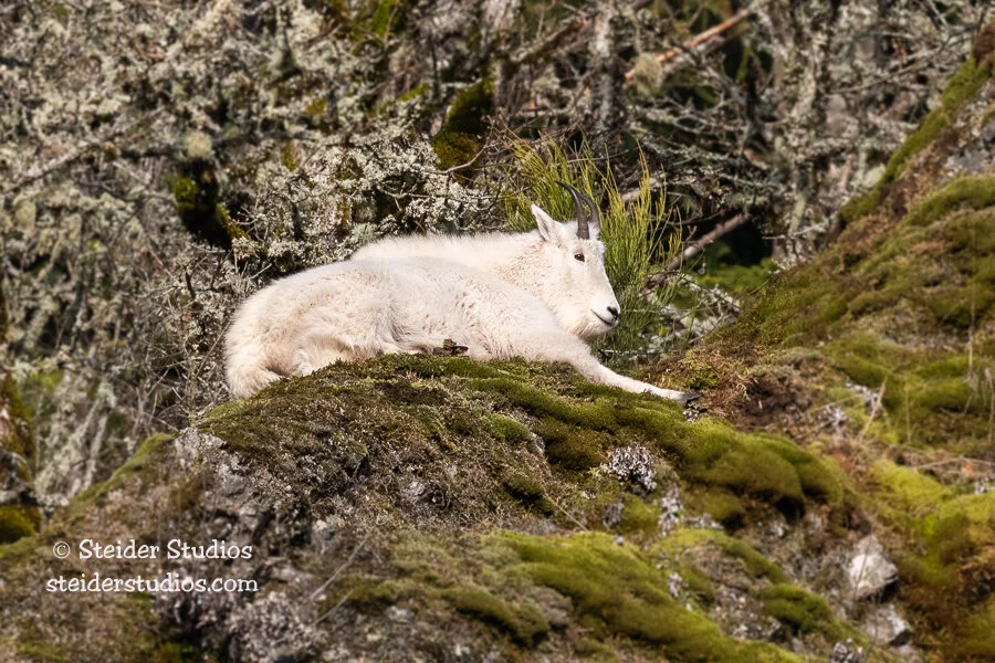 Steider Studios.Mountain Goat.12.27.20.jpg