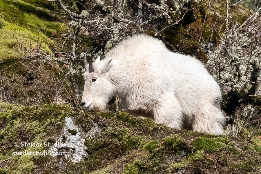Steider Studios.Mountain Goat.1.16.21.jpg