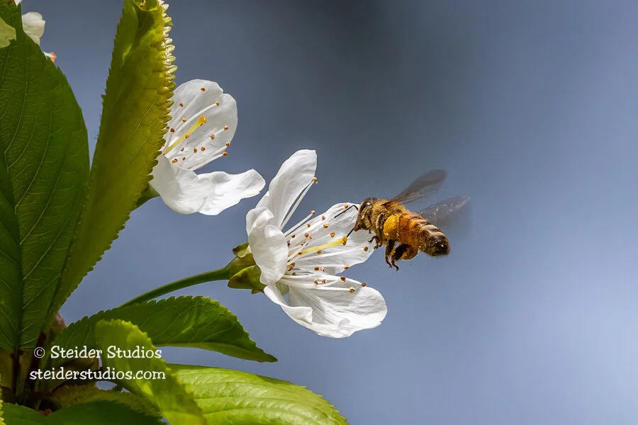 Steider Studios.Bee.4.29.20.jpg