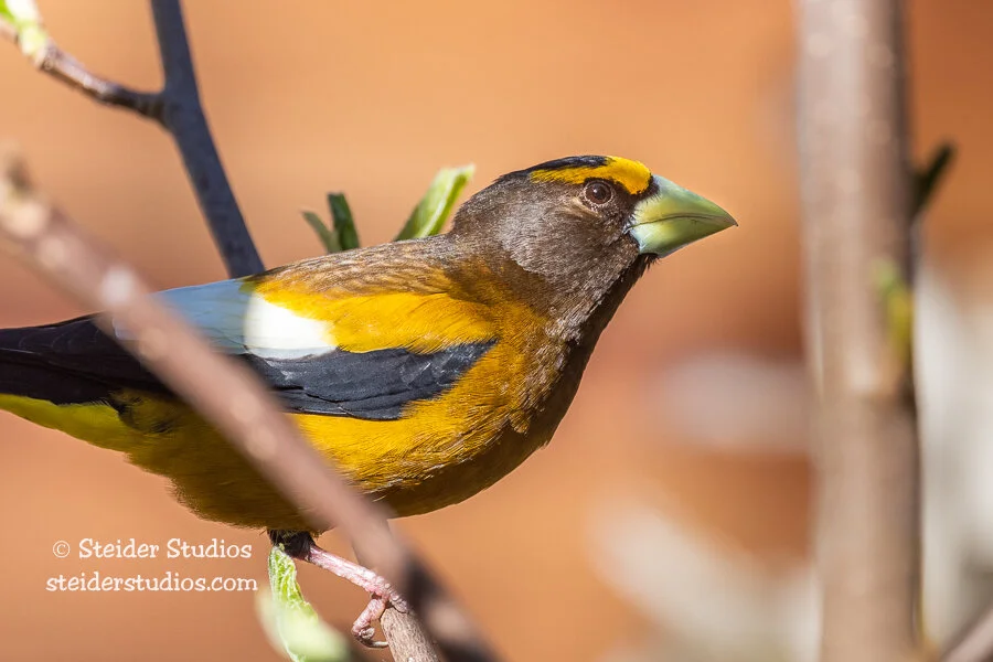 Steider Studios.Evening Grosbeak.5.4.20.jpg