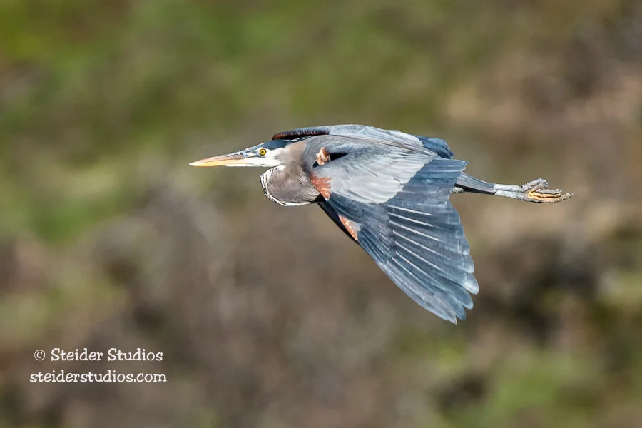 Steider Studios.Great Blue Heron.1.6.18.jpg