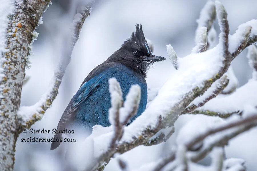Steider Studios.Steller's Jay.1.14.20.jpg