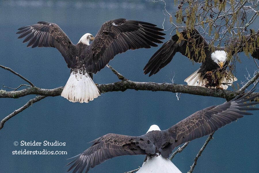 Steider Studios.Trio of Trouble.2.1.21.jpg