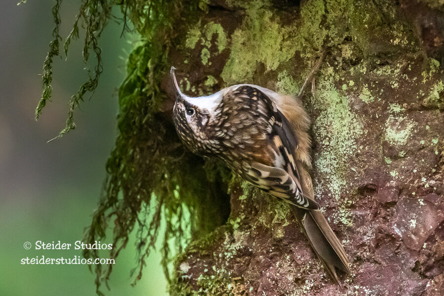 Steider Studios.Brown Creeper.10.7.19.jpg