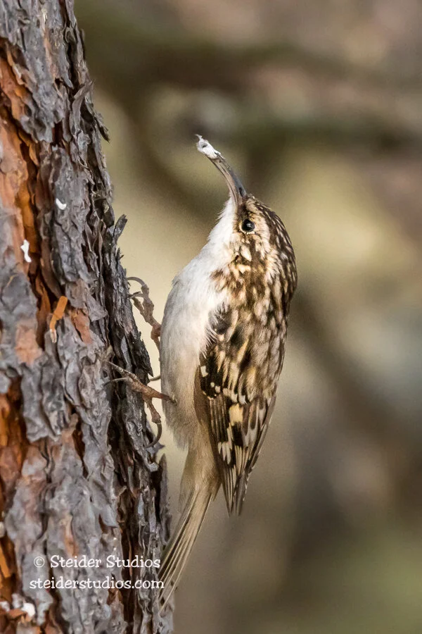 Steider Studios.Brown Creeper.3.12.18.jpg