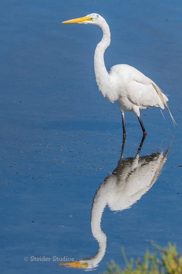 Steider Studios.Great Egret.8.10.19.jpg