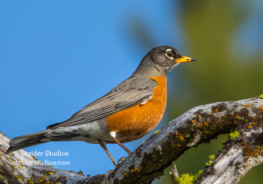 Steider Studios.Robin.2.19.15.jpg