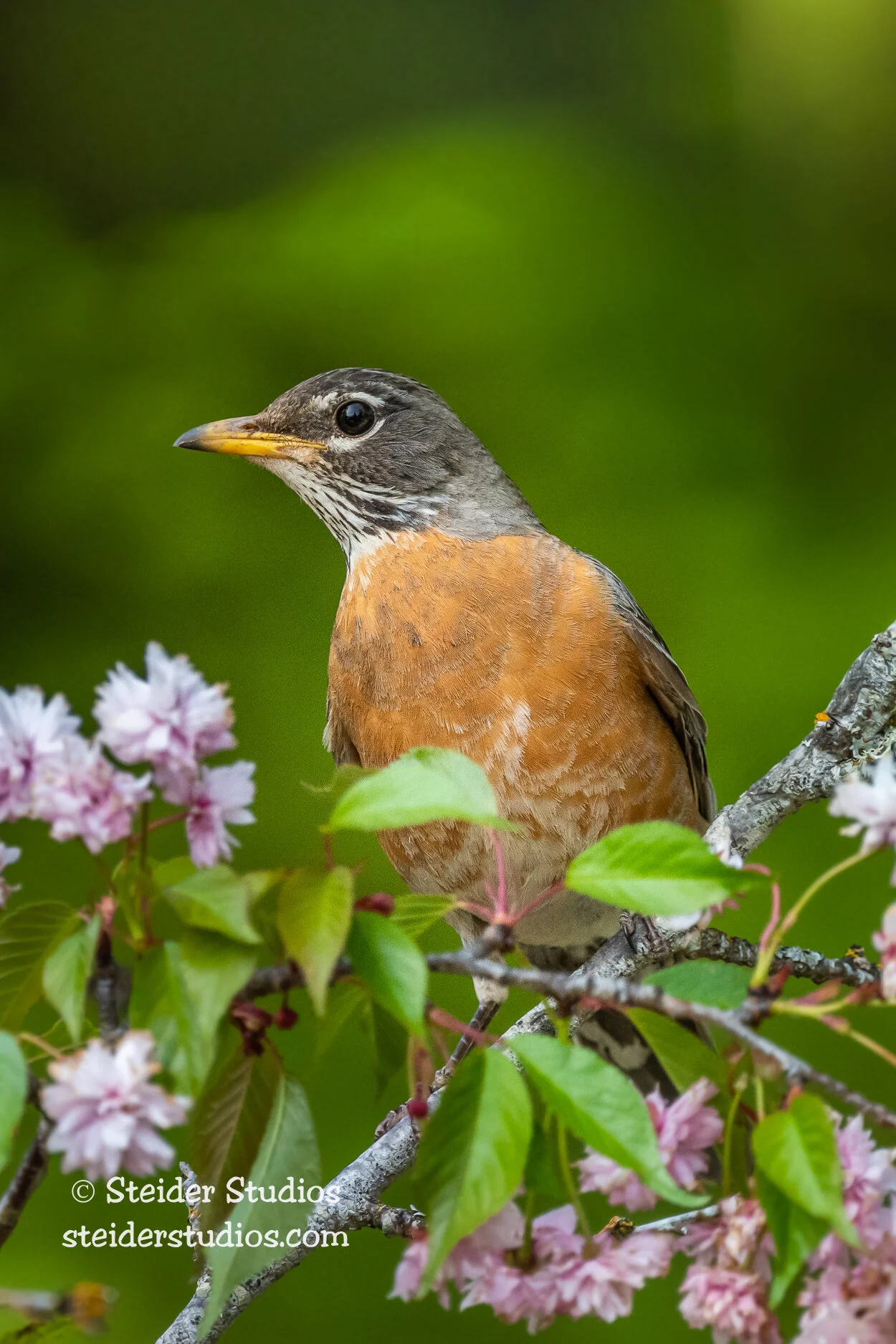 Steider Studios.Robin.5.9.20.jpg