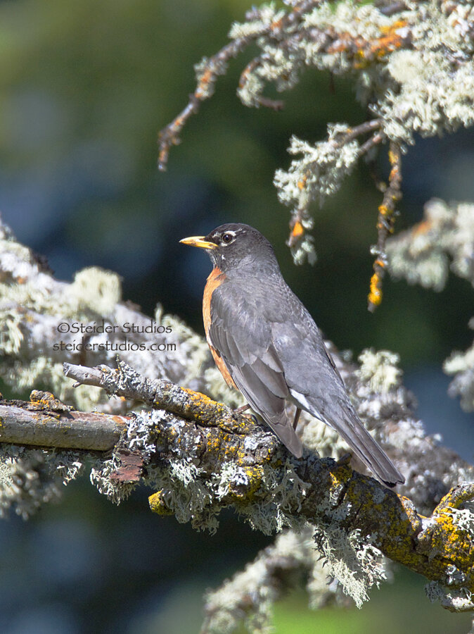 Steider Studios.Robin in Forest.5.26.14.jpg