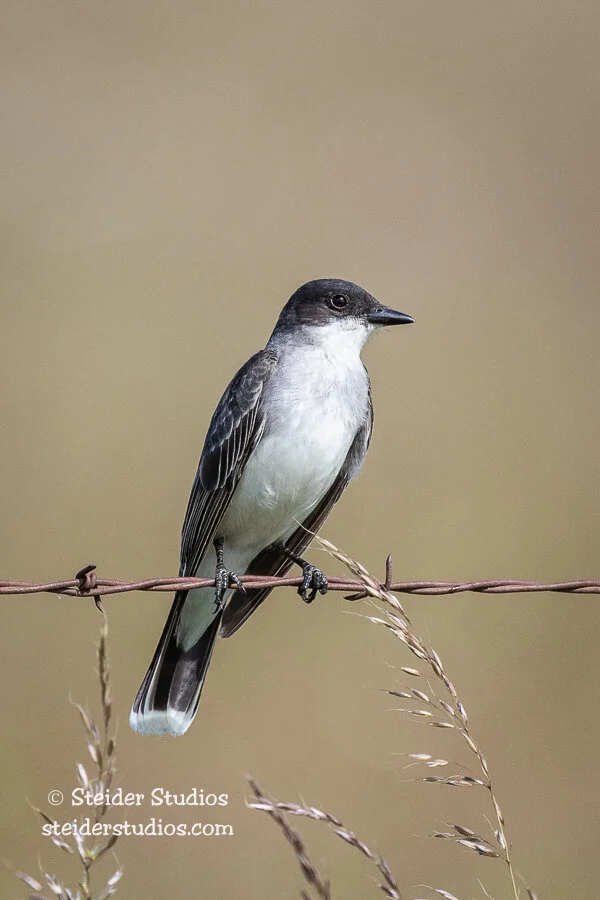 Steider Studios.Eastern Kingbird.6.18.20-1.jpg