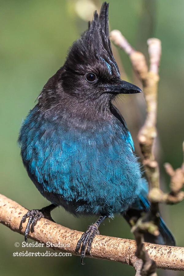 Steider Studios.Steller's Jay.4.26.20.jpg