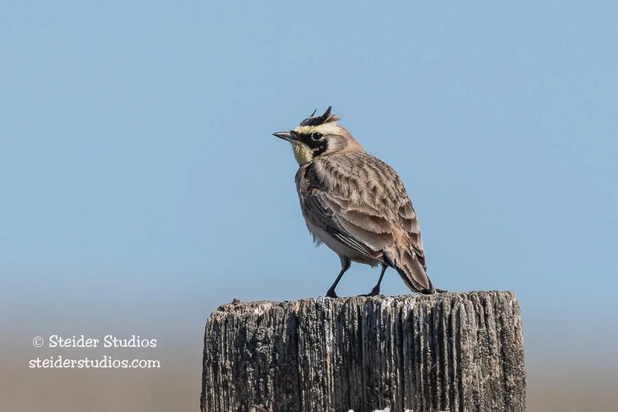 Steider Studios.Bickleton.3.31.21-2.jpg