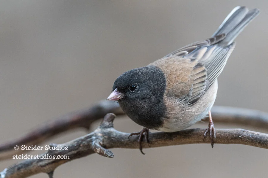 Steider Studios.Birds.4.4.21-2.jpg