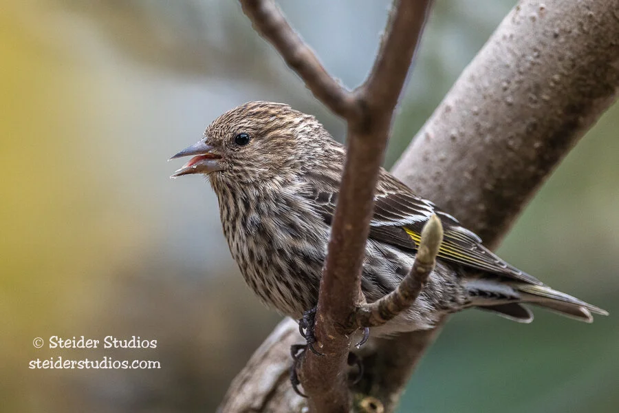Steider Studios.Birds.4.4.21-3.jpg