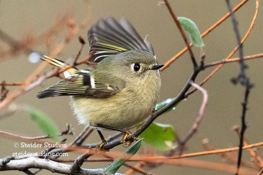 Ruby Crowned Kinglet Female
