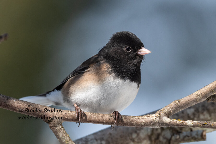 Steider Studios.Junco.2.17.21.jpg