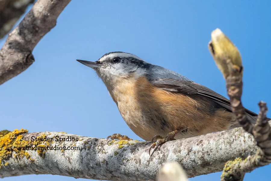Steider Studios.Nuthatch.2.17.21.jpg