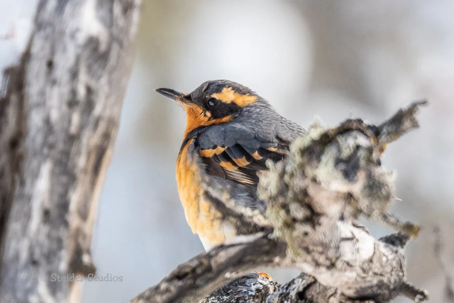 Steider Studios.Varied Thrush.3.3.19-2.jpg