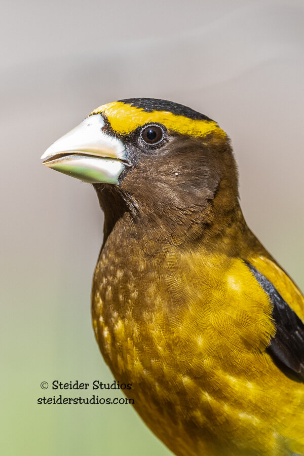 Steider Studios.Evening Grosbeak Portrait.5.28.20.jpg