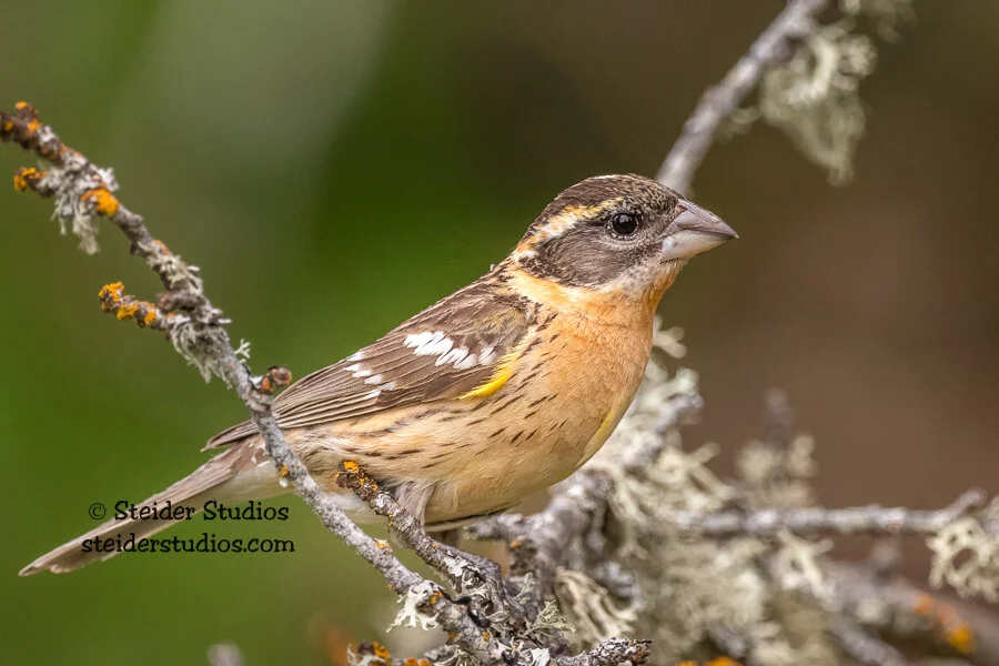 Steider Studios.Birds.5.11.19-2.jpg