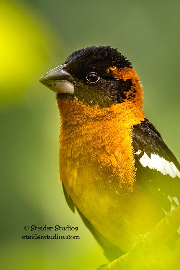 Steider Studios.Birds.5.11.19-8.jpg