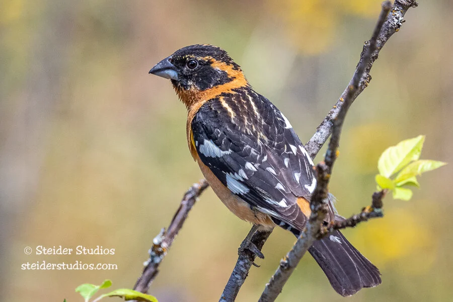 Steider Studios.Black-headed Grosbeak.6.25.19.jpg
