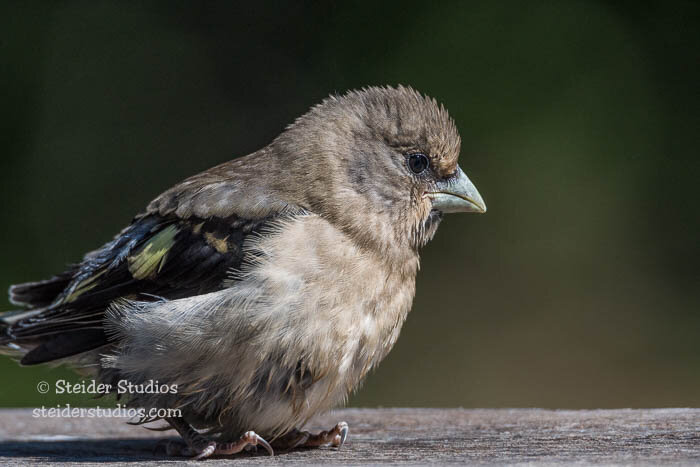 Steider Studios.Evening Grosbeak barely fledged.7.1.17.jpg