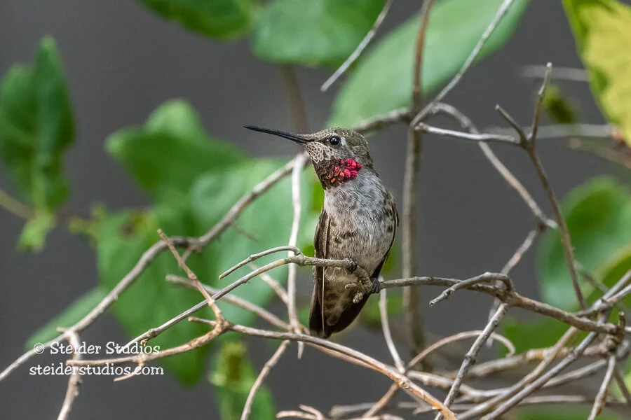 Steider Studios.Hummingbird.7.6.21-5.jpg