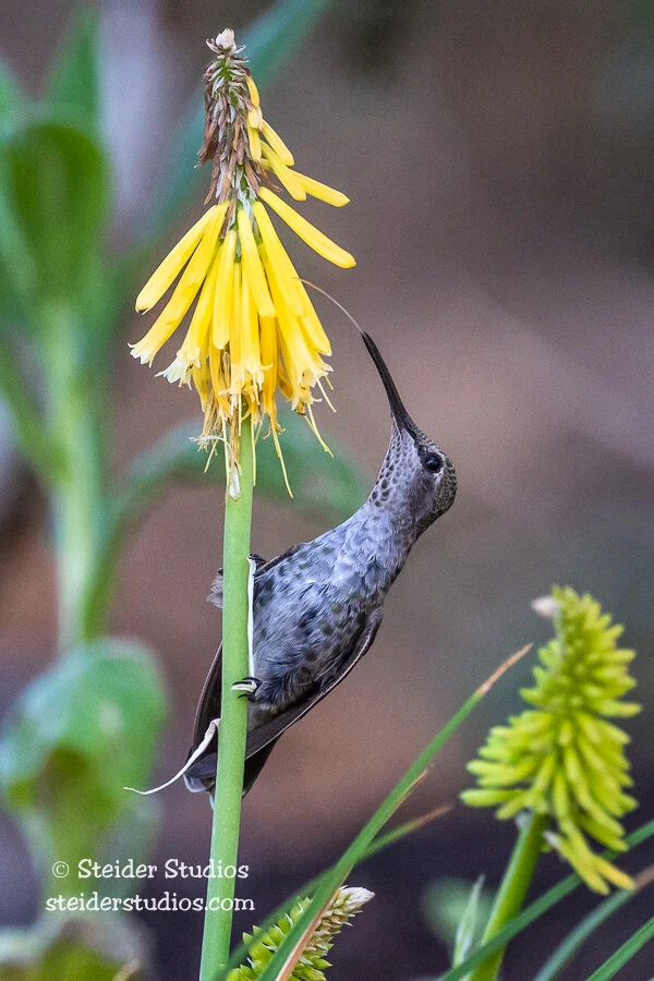 Steider Studios.Anna's Hummingbird.6.28.21.jpg