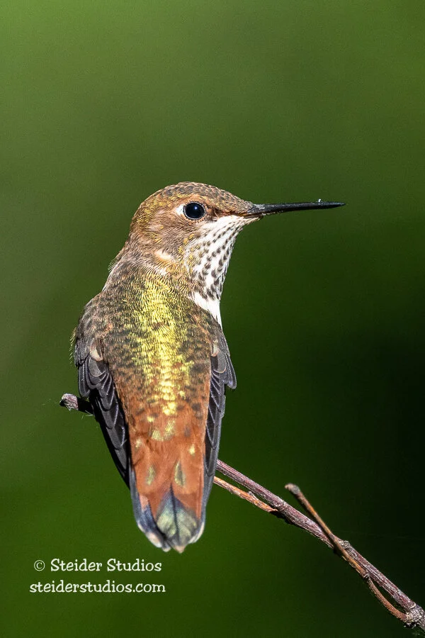 Steider Studios.Rufous Hummingbird.7.24.21.jpg