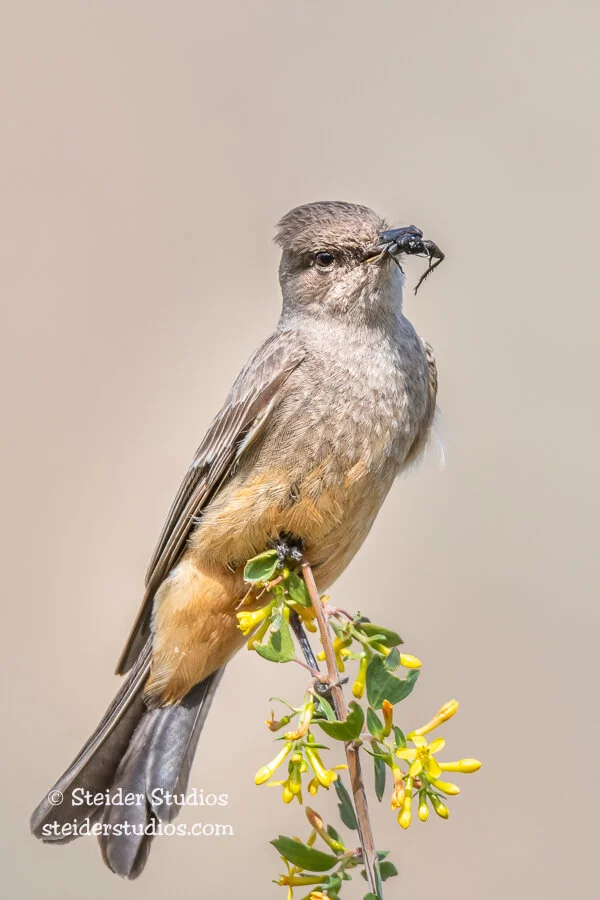 Steider Studios.Say's Phoebe.4.27.18.jpg