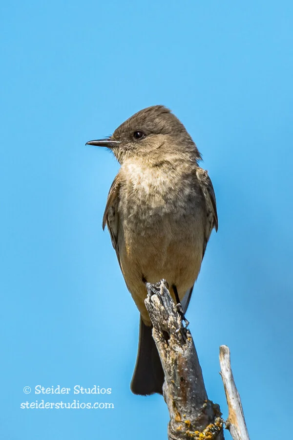 Steider Studios.Say's Phoebe.Fulton Canyon.5.4.17.jpg
