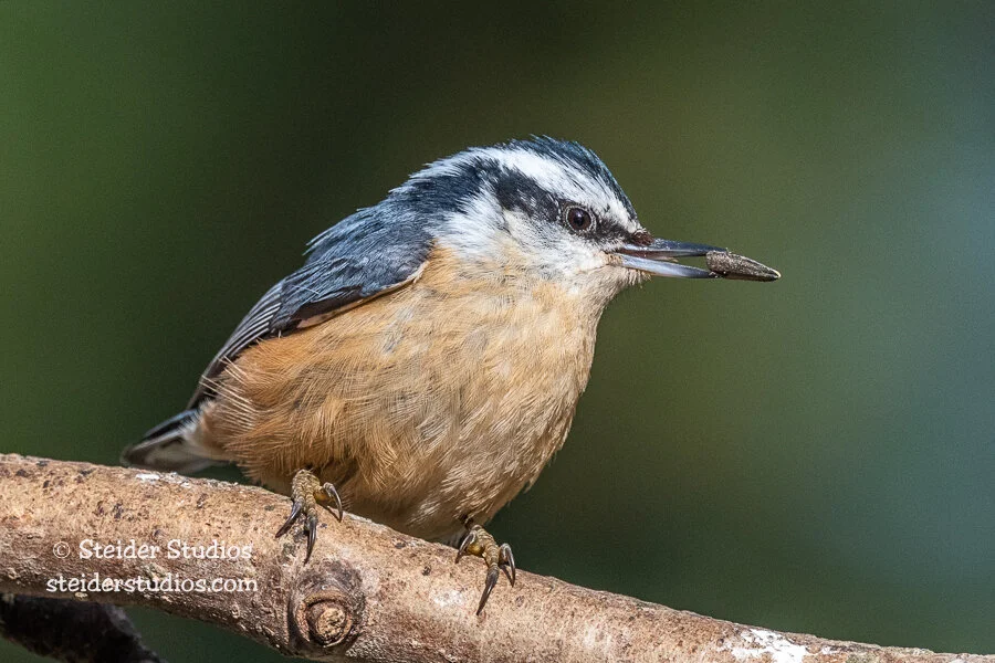 Steider Studios.Red-breasted Nuthatch.4.26.20.jpg