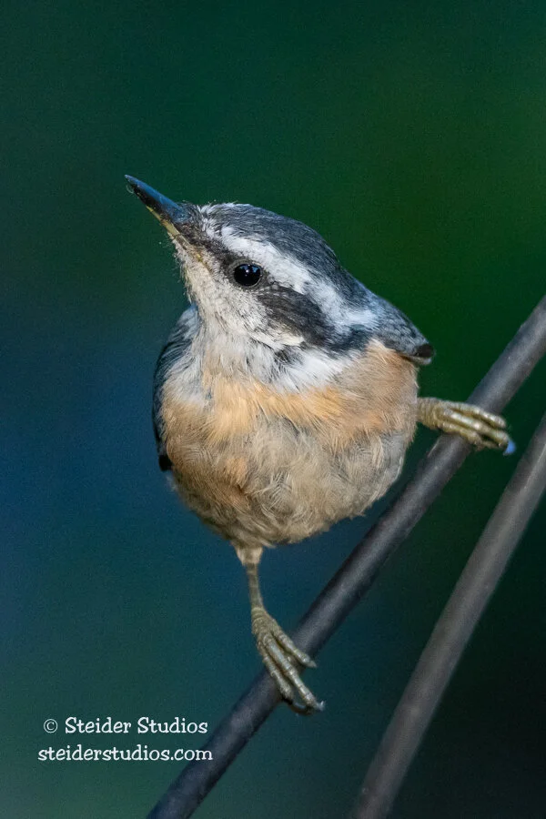 Steider Studios.Red-breasted Fledgling.7.10.18.jpg