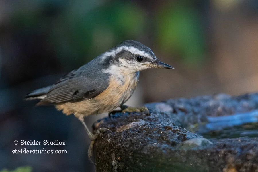 Steider Studios.Red-breasted Fledgling.7.10.18-2.jpg