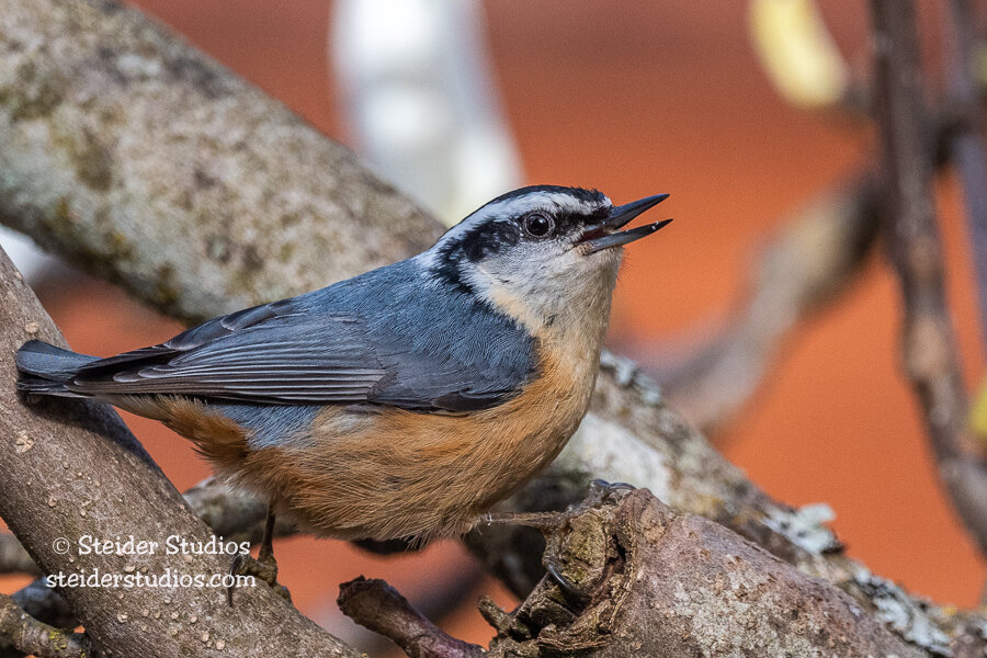 Steider Studios.Red-breasted Nuthatch.4.26.20.jpg