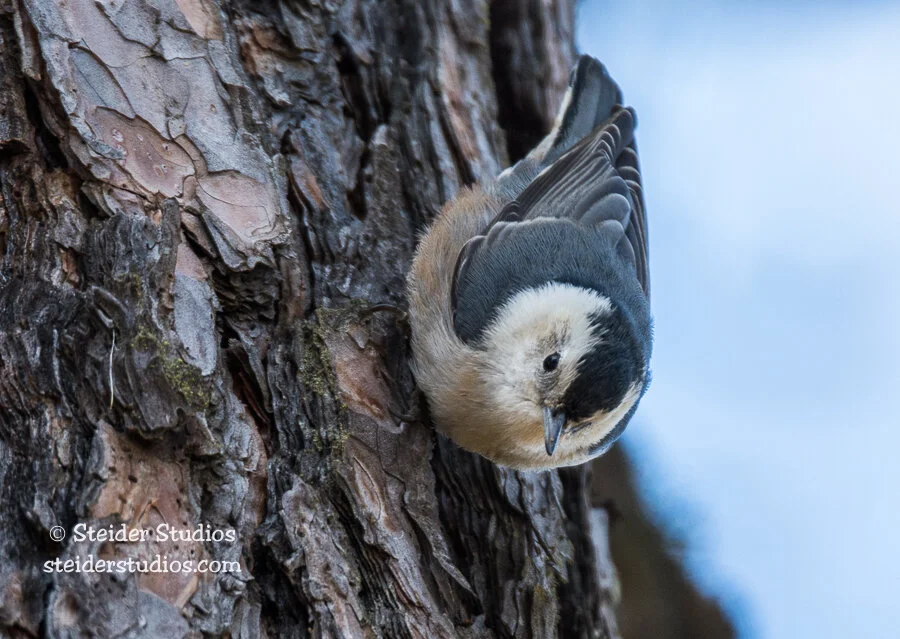 Steider Studios.White-breasted Nuthatch.1.30.16.jpg