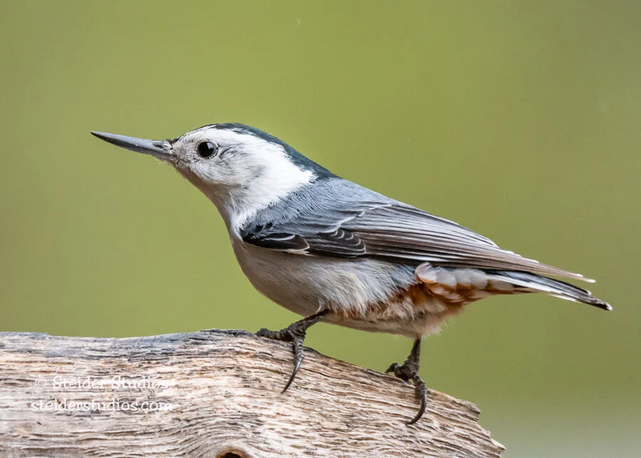 Steider Studios.White-breasted Nuthatch.Box Cyn.4.13.18.jpg