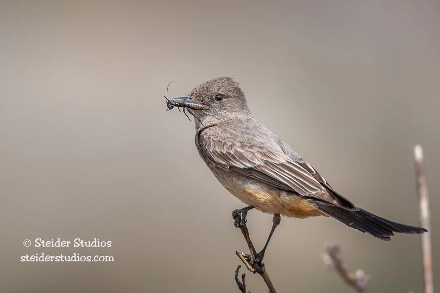 Steider Studios.Say's Phoebe.4.27.18-2.jpg